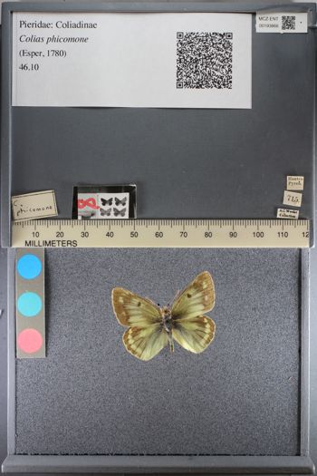 Media type: image;   Entomology 193866